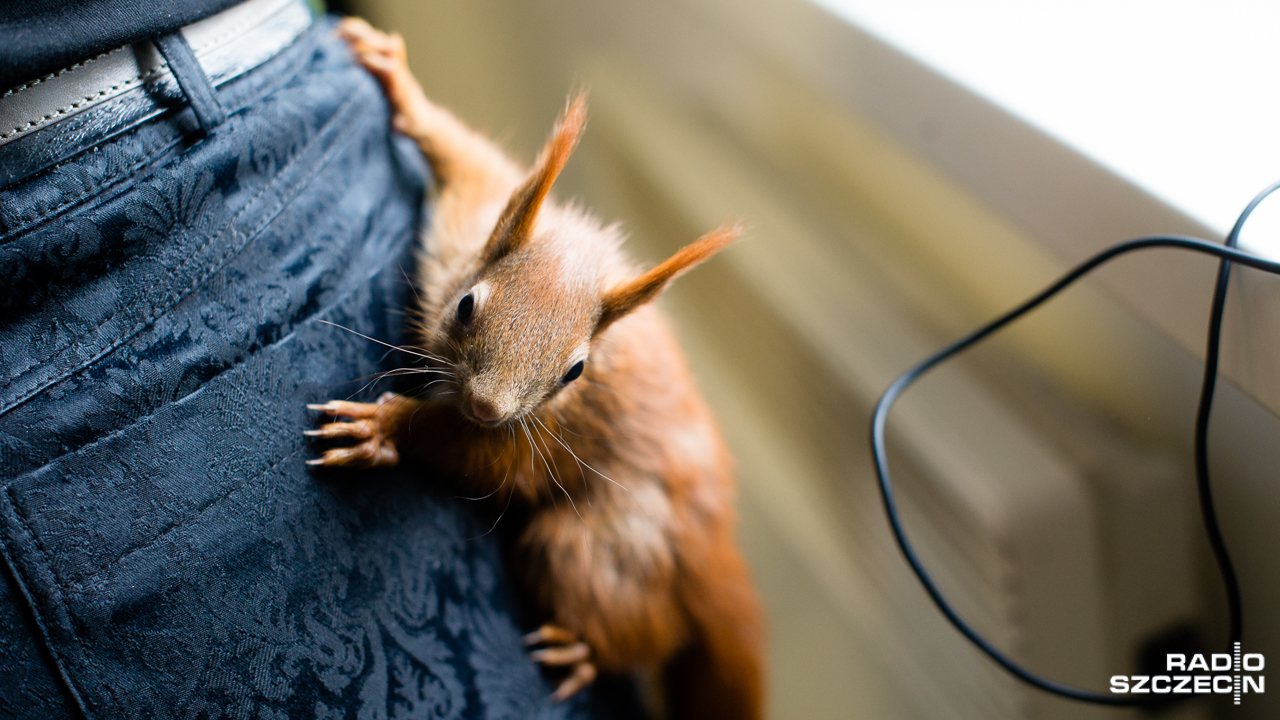 Potrafią schodzić z drzew głową w dół, a puchaty ogon pomaga im w utrzymaniu równowagi. Wiewiórki można spotkać w wielu parkach, lasach i ogrodach na terenie Szczecina i właśnie teraz są najbardziej aktywne. Trzeba jednak na nie uważać.
