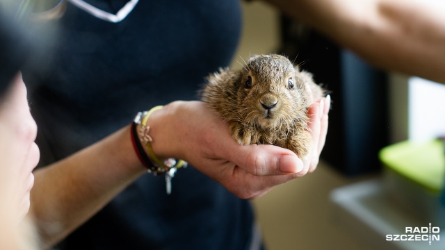 Szczecińska Fundacja na Rzecz Zwierząt "Dzika Ostoja" uratowała dwa malutkie zające. Fot. Konrad Nowak [Radio Szczecin] Małe zające uratowane przez szczecińską fundację [WIDEO, ZDJĘCIA]