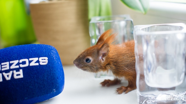 Niedawno do Dzikiej Ostoi trafiła też młodziutka wiewiórka. Fot. Konrad Nowak [Radio Szczecin] Małe zające uratowane przez szczecińską fundację [WIDEO, ZDJĘCIA]