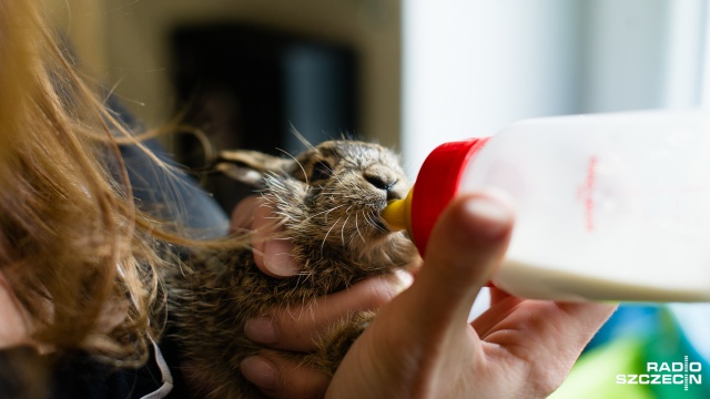 Szczecińska Fundacja na Rzecz Zwierząt "Dzika Ostoja" uratowała dwa malutkie zające. Fot. Konrad Nowak [Radio Szczecin] Małe zające uratowane przez szczecińską fundację [WIDEO, ZDJĘCIA]