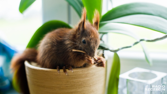 Niedawno do Dzikiej Ostoi trafiła też młodziutka wiewiórka. Fot. Konrad Nowak [Radio Szczecin] Małe zające uratowane przez szczecińską fundację [WIDEO, ZDJĘCIA]