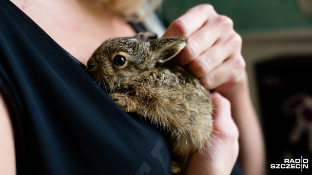 Szczecińska Fundacja na Rzecz Zwierząt "Dzika Ostoja" uratowała dwa malutkie zające. Fot. Konrad Nowak [Radio Szczecin] Małe zające uratowane przez szczecińską fundację [WIDEO, ZDJĘCIA]