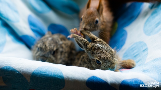 Szczecińska Fundacja na Rzecz Zwierząt "Dzika Ostoja" uratowała dwa malutkie zające. Fot. Konrad Nowak [Radio Szczecin] Małe zające uratowane przez szczecińską fundację [WIDEO, ZDJĘCIA]