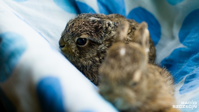 Szczecińska Fundacja na Rzecz Zwierząt "Dzika Ostoja" uratowała dwa malutkie zające. Fot. Konrad Nowak [Radio Szczecin] Małe zające uratowane przez szczecińską fundację [WIDEO, ZDJĘCIA]