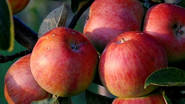 Polska poradziła sobie z rosyjskim embargo - donosi portal bankier.pl. Producenci owoców, warzyw i nabiału znaleźli nowe rynki zbytu.