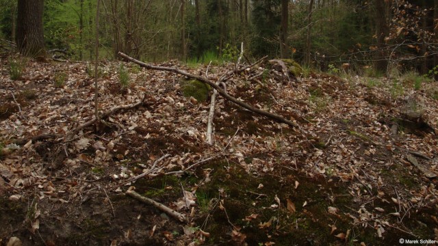 Polskie piramidy koło Dolic. Kolejne odkrycie archeologów