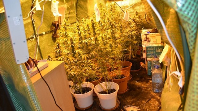 Nielegalną plantację konopi uprawiało w mieszkaniu w centrum Świnoujścia dwóch mężczyzn. Grozi im od czterech do ośmiu lat pozbawienia wolności.