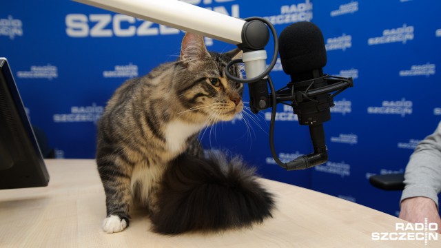 Koty dwudziestu pięciu ras będą się prezentować w Szczecinie podczas Międzynarodowej Wystawy Kotów Rasowych.