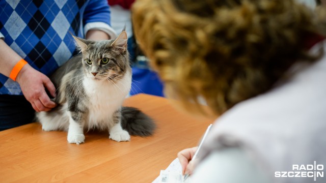 W międzynarodowej wystawie kotów rasowych w hali MTS można oglądać 400 przedstawicieli najróżniejszych kocich ras. Największe wrażenie na odwiedzających robią unikatowe koty bez sierści albo rasy długowłose.