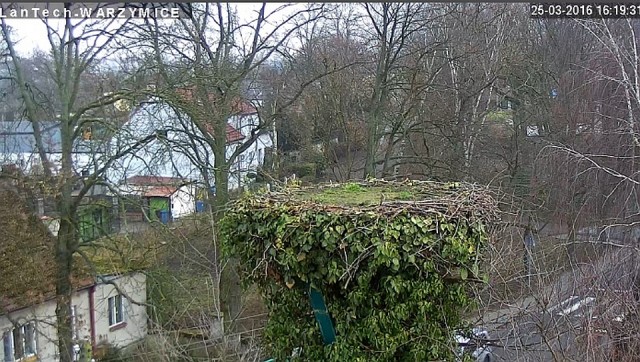 Pierwszy bocian w tym roku już zawitał do Warzymic.
