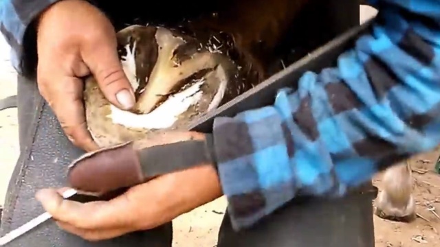 Podkuwacz koni, kołodziej, zdun czy strzecharz - takich ginących zawodów będą uczyć hufce pracy. Komenda Główna OHP zbiera chętnych z całego kraju na darmowe szkolenia.