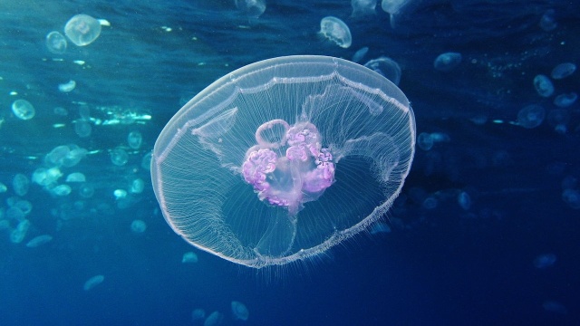 Plaga meduz na południowym wybrzeżu amerykańskiej Florydy. Tysiące tych stworzeń zalega na plaży przez co Amerykanie nie mogą z nich korzystać w szczycie wiosennych ferii.