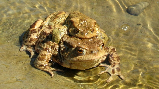 Zarząd Dróg i Transportu Miejskiego w Szczecinie informuje, że drogowcy ratują Bufo bufo. Na razie ocalili przed tragiczną śmiercią ponad półtora tysiąca osobników.