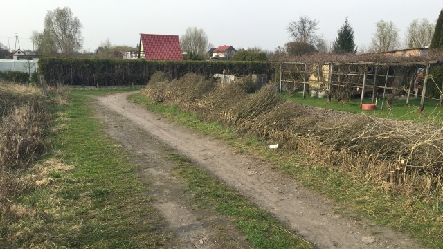Rośliny wycięto bez zgody właścicieli działek. Prezes tłumaczy, że zarosły przejazd i nie przejechała tamtędy karetka pogotowia.