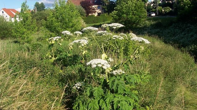 Będą kosić, pryskać i stawiać tabliczki z napisem Grozi poparzeniem. Magistrat wynajął firmę do zwalczania Barszczu Sosnowskiego - toksycznej rośliny, niebezpiecznej dla ludzi i zwierząt.