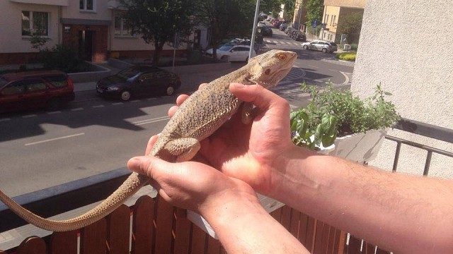Jaszczurka, która błąkała się po szczecińskim Niebuszewie - pan Connors wróciła do domu. Zanim jednak doszło do szczęśliwego happy endu minęły trzy dni.