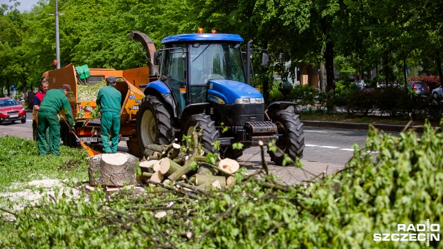 Klon jaworowy z krzyżówki al. Jana Pawła II z ul. Wielkopolską w Szczecinie do wycięcia. Takie są przynajmniej plany.