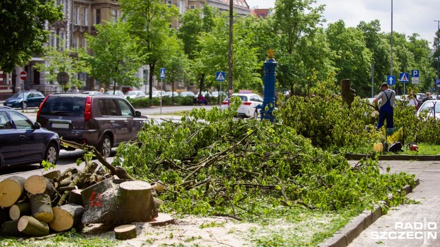 Ptaki okazały się tymczasowym ratunkiem dla części drzew w alei Jana Pawła II w Szczecinie.