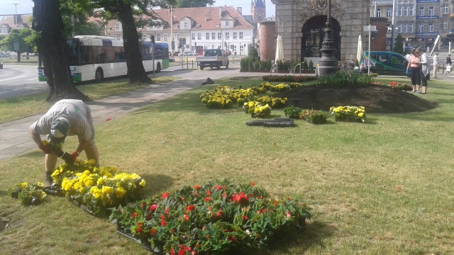 W Szczecinie rozpoczęło się wielkie sadzenie kwiatów. Przez najbliższe dni ogrodnicy posadzą w sumie 130 tysięcy roślin, m.in. pelargonii, aksamitek, szałwii czy begonii.