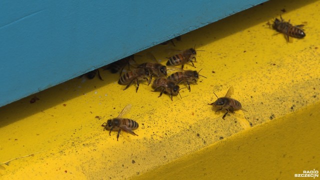 Ule w mieście Jest taki pomysł [WIDEO, ZDJĘCIA]