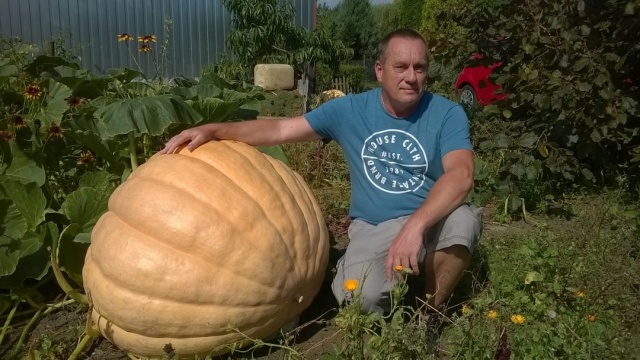 Ma dwa metry obwodu i waży ponad 150 kilogramów. Wojciech Jaskulski z Płotów pod Gryficami wyhodował dynię giganta.
