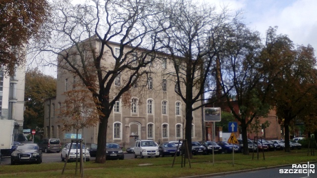 Kasztanowce wzdłuż ulicy Narutowicza w Szczecinie obumierają. Główną przyczyną jest szrotówek - szkodnik wyglądem przypominający motyla.