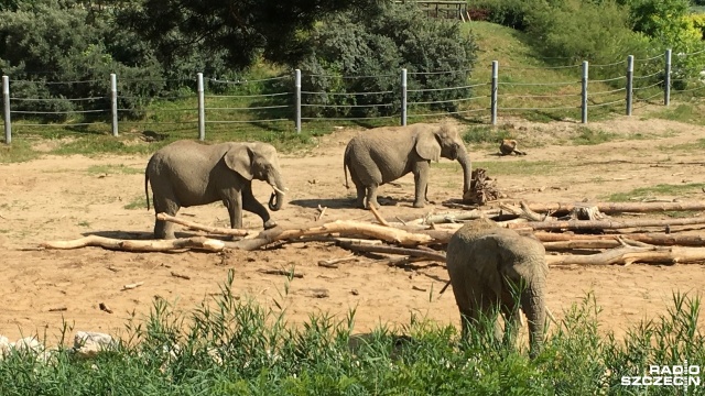 Szczecin nie zamierza budować ZOO, ale jest szansa na afrykarium - tak na pismo jednej z radnych odpowiada zastępca prezydenta miasta Michał Przepiera.