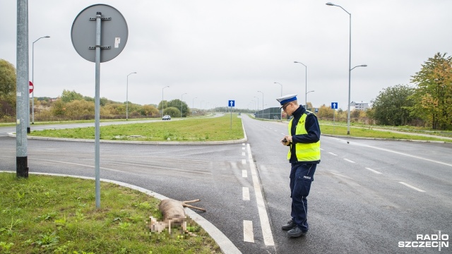 Do niecodziennego zdarzenia doszło na ulicy Warcisława przy Królewskiego w Szczecinie. Przejeżdżający samochód uderzył w jelenia.
