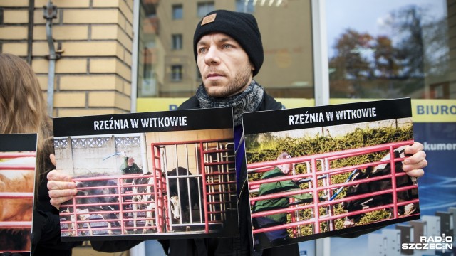 Protestowali przeciwko znęcaniu się nad zwierzętami w rzeźni w Witkowie. Około 10 aktywistów pojawiło się w poniedziałek przed jednym ze sklepów należących do Agrofirmy w centrum Szczecina, by - jak mówią - uświadamiać mieszkańców o nagannym zachowaniu pracowników rzeźni.
