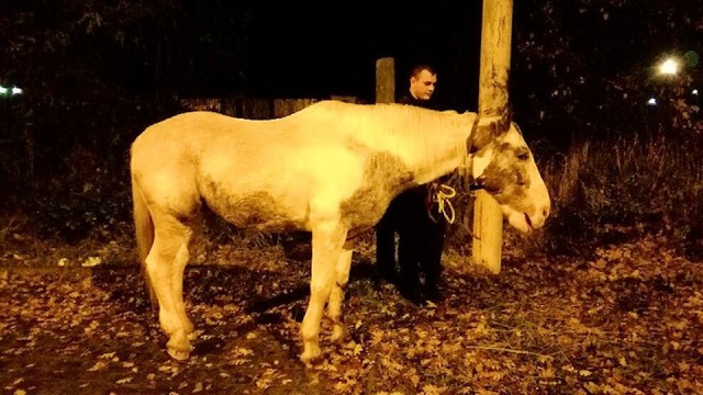 Czwartkowej nocy na ulicy Światowida w Szczecinie przed maską radiowozu pojawił się... koń.