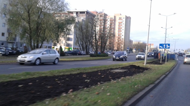 1200 róż zostanie posadzonych na pasie rozdzielającym jezdnie ulicy Przyjaciół Żołnierza w Szczecinie.