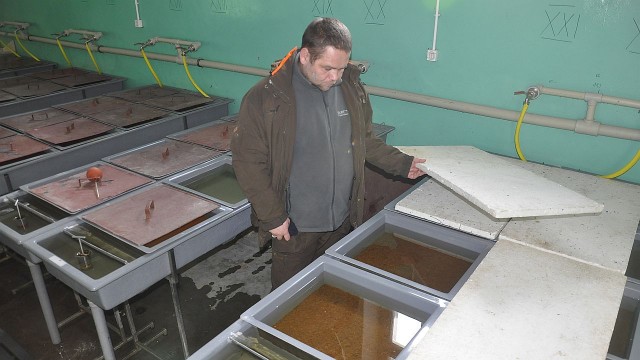 W goleniowskim Ośrodku Hodowlano-Zarybieniowym specjaliści umieścili ją w specjalnych zbiornikach.