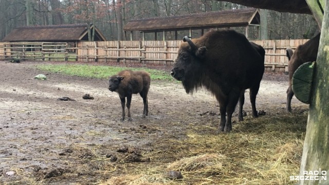 Mały żubr z Wolina ma już imię [ZDJĘCIA]