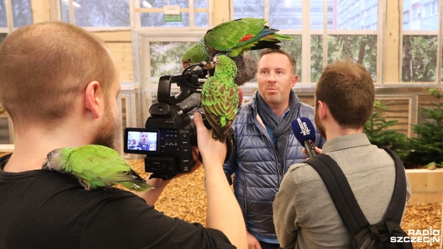 Ponad 100 papug z sześciu kontynentów świata można zobaczyć od wtorku w szczecińskim lokalu. Są: ary, białe i różowe kakadu, świergoty czy konury słoneczne.