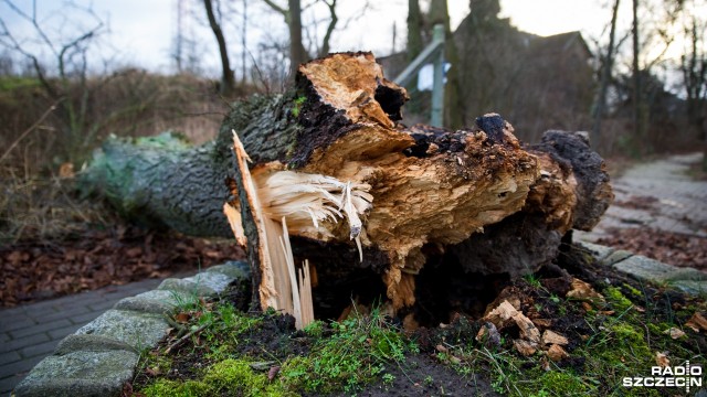 15 i pół tysiąca odbiorców nie ma prądu w województwie zachodniopomorskim. Służby energetyczne i strażacy usuwają uszkodzenia, które powstały w skutek orkanu Barbara, który przetacza się przez region.