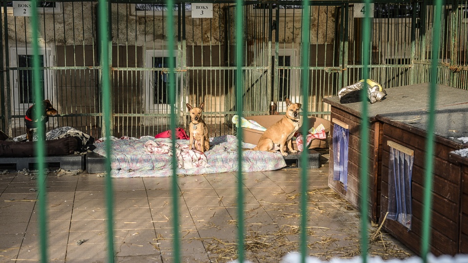 Wybieg dla psów na ul. Chopina lub Dolina Siedmiu Młynów przy Jeziorze Głębokie - to dwie rekomendowane lokalizacje pod budowę schroniska dla bezdomnych zwierząt w Szczecinie. Fot. Jarosław Gaszyński [Radio Szczecin]