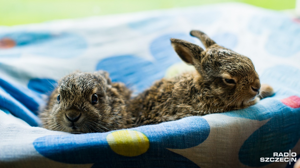 Szczecińska Fundacja na Rzecz Zwierząt "Dzika Ostoja" uratowała dwa malutkie zające. Fot. Konrad Nowak [Radio Szczecin]