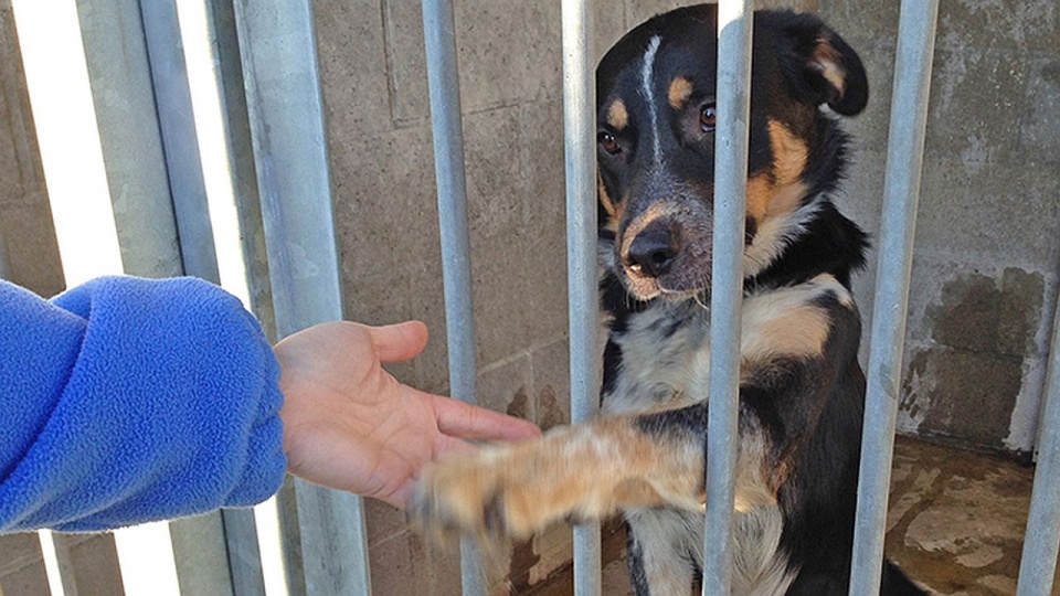 Miasto szuka nowego miejsca dla schroniska dla zwierząt. Fot. Piotr Sawiński/Archiwum]