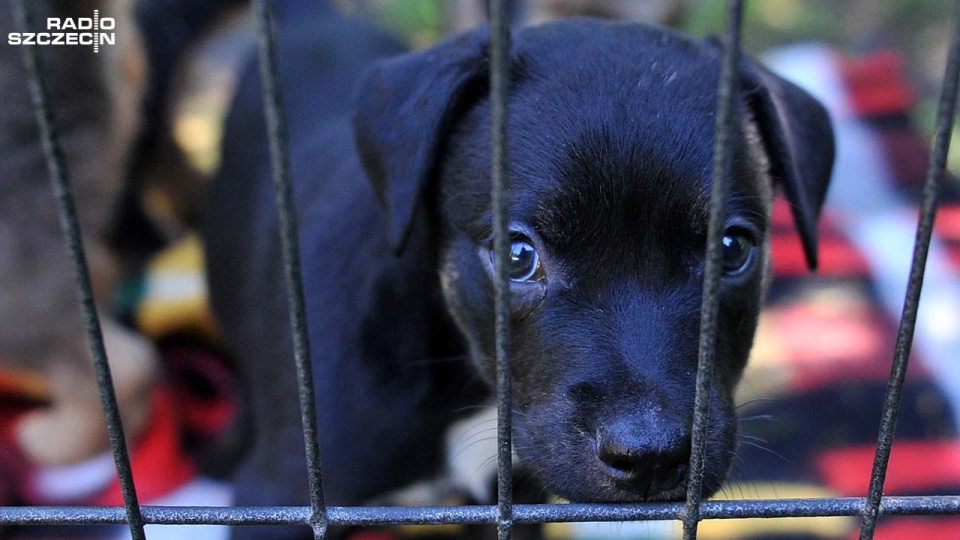 Schronisko dla bezdomnych zwierząt może powstać przy lotnisku w szczecińskim Dąbiu. Fot. Łukasz Szełemej [Radio Szczecin/Archiwum]