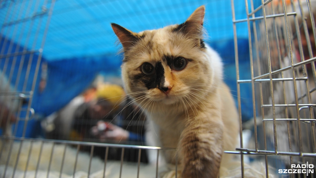 Sfinks, kot brytyjski, a także American Curl i Selkirk Rex - między innymi takie czworonożne okazy będzie można podziwiać w Galerii Kaskada. Odbędzie się tam 6. edycja Dnia Kota.