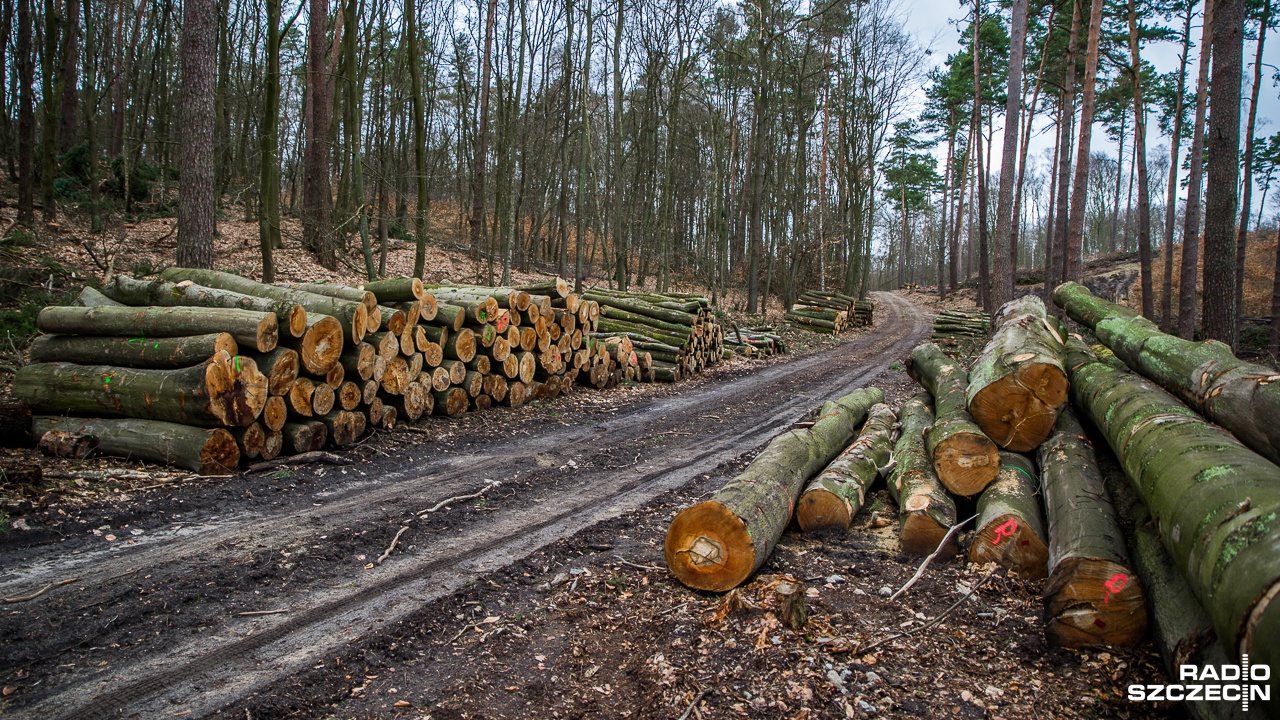 To co dzieje się w Puszczy Bukowej to normalne prowadzenie gospodarki leśnej - mówił na naszej antenie przedstawiciel Regionalnej Dyrekcji Ochrony Środowiska w Szczecinie. Z kolei przyrodnicy wskazują na wycinkę drzew na ogromną skalę, bez poszanowania siedlisk zwierząt i bez uwzględniania planów ochronnych.