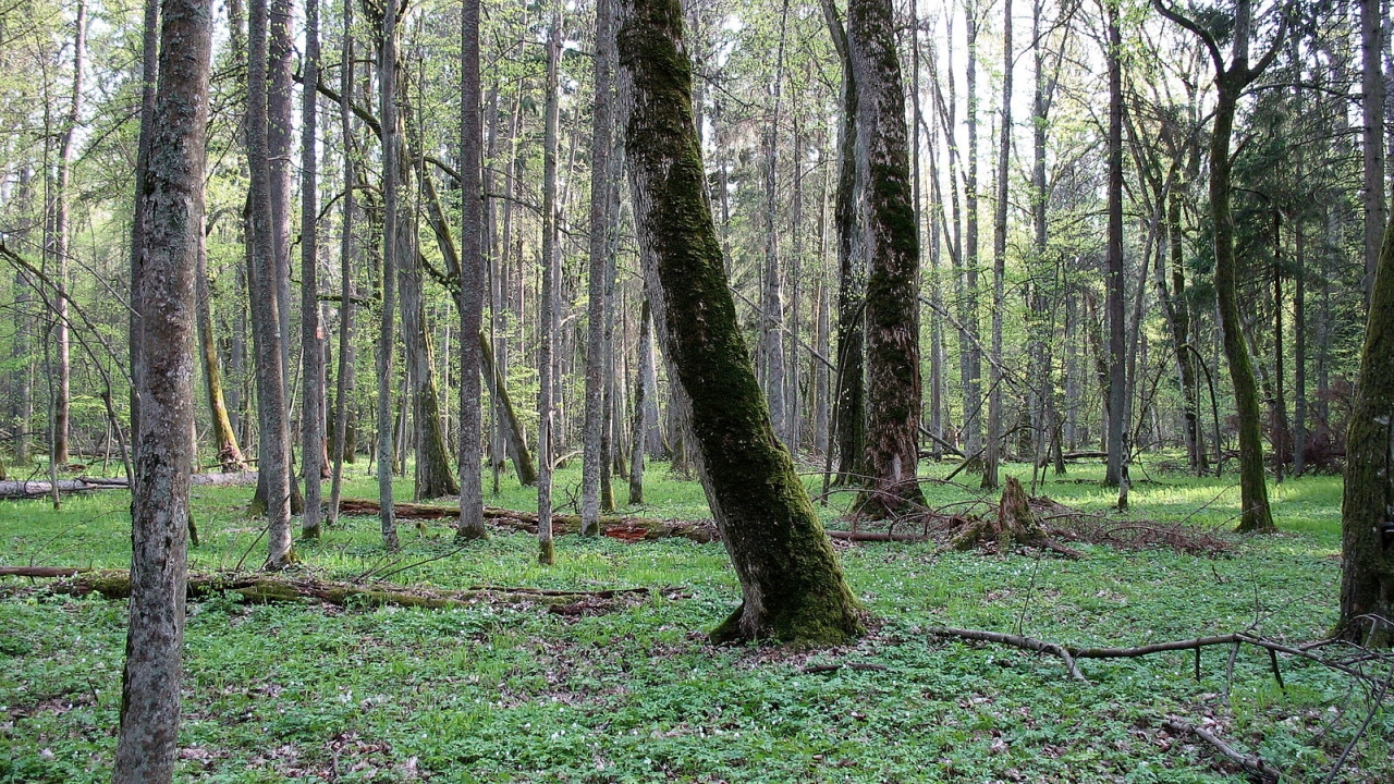 Powstanie Konstytucja dla Puszczy Białowieskiej. Zapowiedziała to w Białowieży minister klimatu i środowiska Paulina Hennig-Kloska.