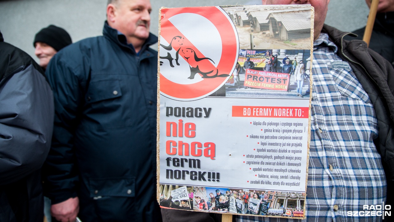 Nie będzie fermy norek w Samlinie pod Golczewem, holenderski inwestor wycofuje się z tej inwestycji. Jednocześnie kieruje jednak sprawę do Naczelnego Sądu Administracyjnego, bo jak podkreśla chce przywrócić praworządność i nie godzi się z uchwałą Rady Miejskiej w Golczewie, która zakazała prowadzenia tego typu działalności na tamtym terenie.