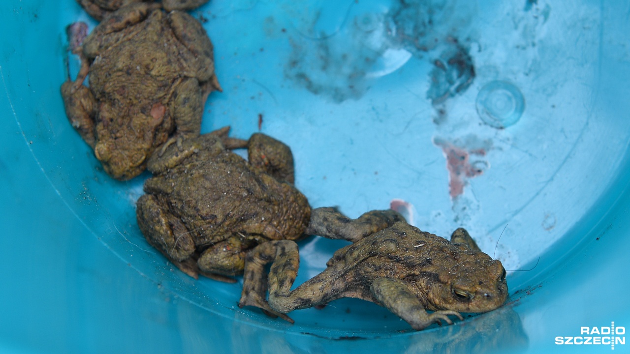 Ponad półkilometrowa siatka po raz kolejny stanęła na drogach w okolicy Stawu Jeziorna. To w ramach wiosennej akcji ratunkowej osobników Bufo bufo.