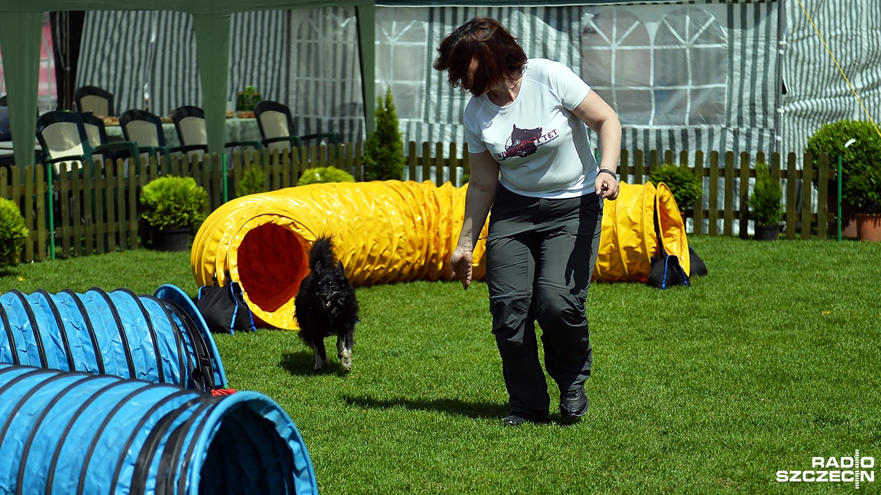 W szczecińskiej Netto Arenie pojawią się jutro najpiękniejsze terriery, owczarki i spaniele. Jutro rozpocznie się tam Międzynarodowa Wystawa Psów Rasowych.