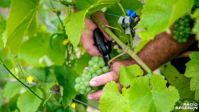 Winnica ZUT-u w Ostoi. Fot. Olaf Nowicki [Radio Szczecin] Alkohol na uczelni? Tylko w Szczecinie [ZDJĘCIA, WIDEO]