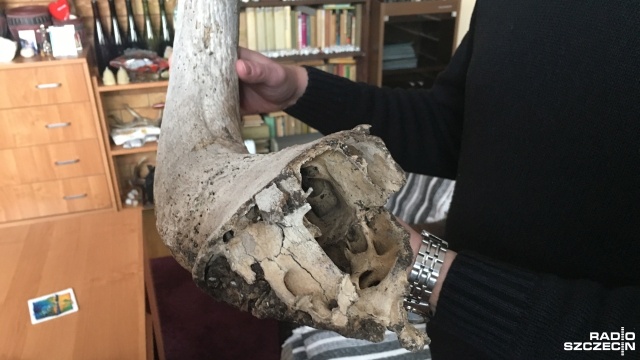 Kilkusetletni róg tura odnalazł mieszkaniec Czaplinka. Niecodzienne znalezisko Jerzy Kuc dostrzegł w hałdzie torfu, niedaleko kopalni tej skały.