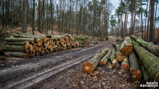 Tak zdecydowała Regionalna Dyrekcja Lasów Państwowych w Szczecinie. W ciągu najbliższej dekady z lasów nadleśnictwa Gryfino do którego należy m.in Puszcza Bukowa pilarze wytną o 5 więcej drzew niż w poprzednim dziesięcioleciu. To ponad milion pięćdziesiąt tysięcy metrów sześciennych drewna.