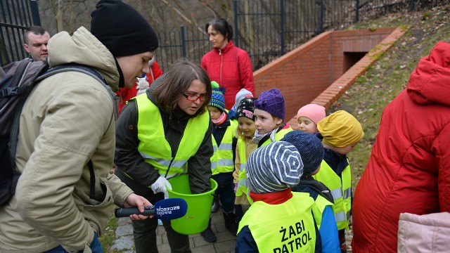 Żabi Patrol ruszył na odsiecz płazom. W rejonie Jeziora Szmaragdowego szczecińskie przedszkolaki zaopatrzone w wiaderka, rękawiczki i odbalskowe kamizelki łapały ropuchy szare.