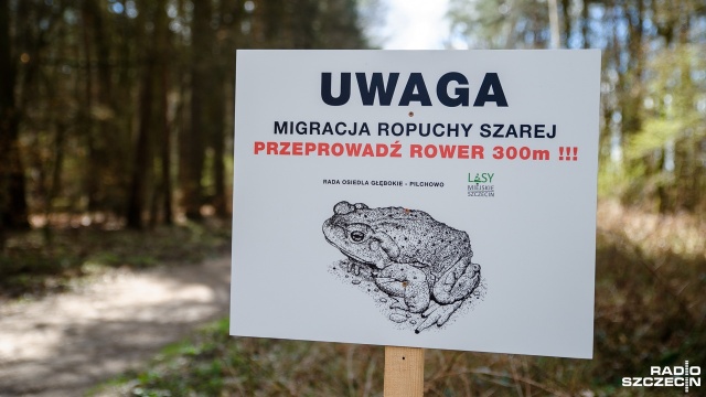 Tabliczki z napisem Przeprowadź rower 300 metrów stanęły na ścieżkach dla cyklistów na Głębokim w Szczecinie. Postawili je członkowie rady osiedla. To wszystko dla ochrony ropuch, które rozjeżdżali rowerzyści.
